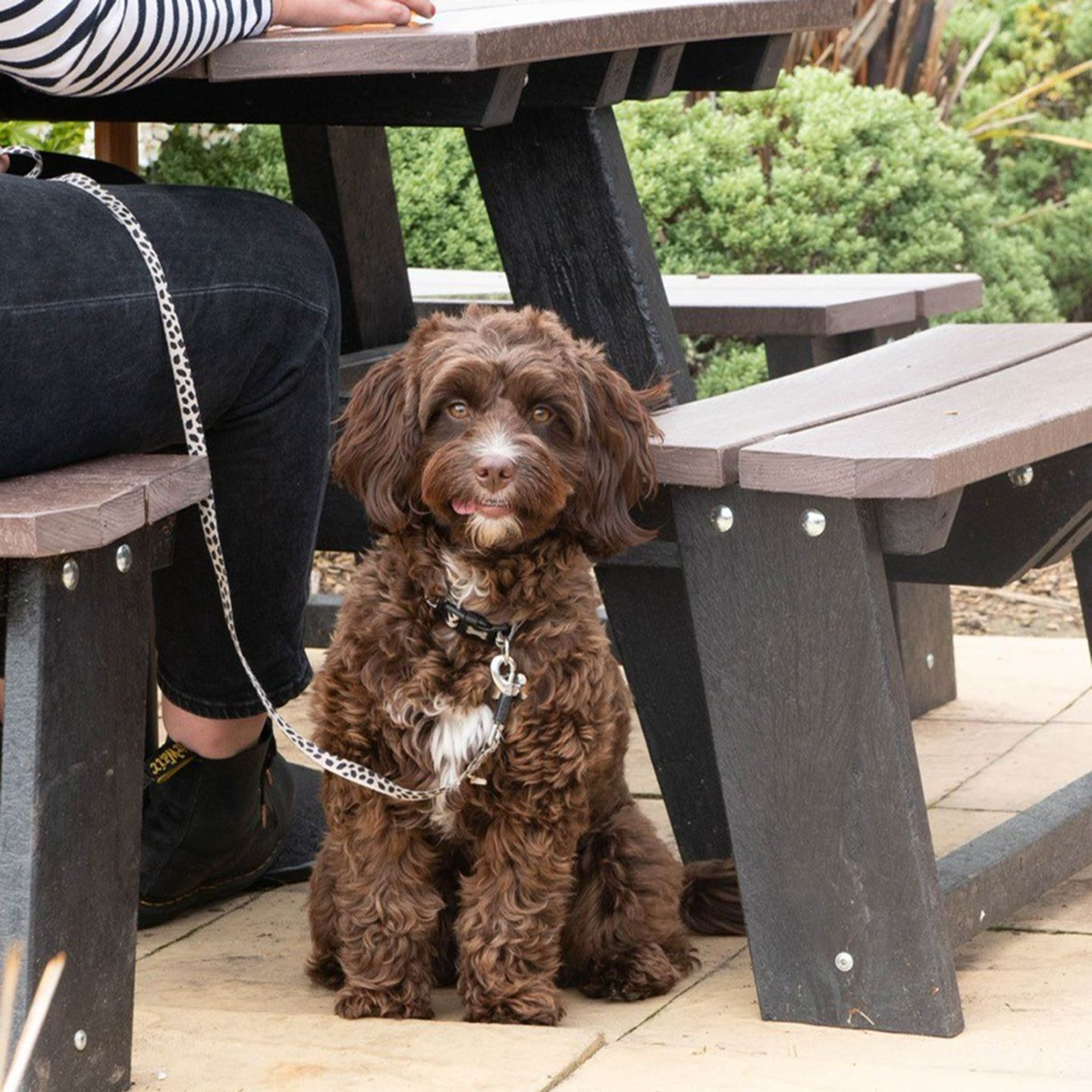 Your local dog friendly pub in Witham Essex CM81FQ